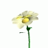 flower_white_whitebg.gif